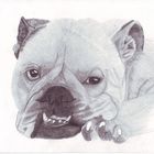 drawing bulldog