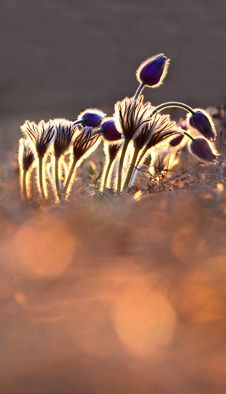 Dream grass at sunset