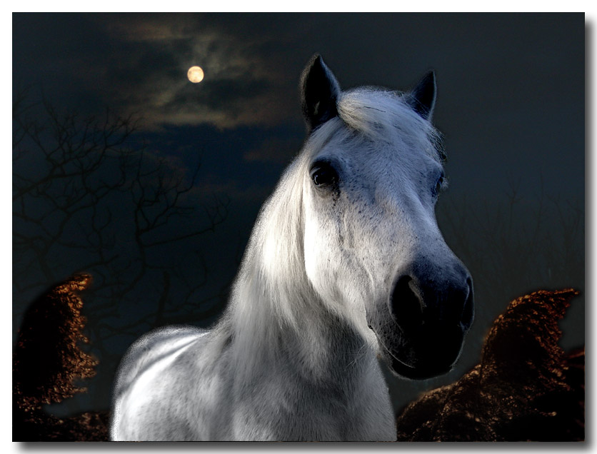 dream horse in the moon