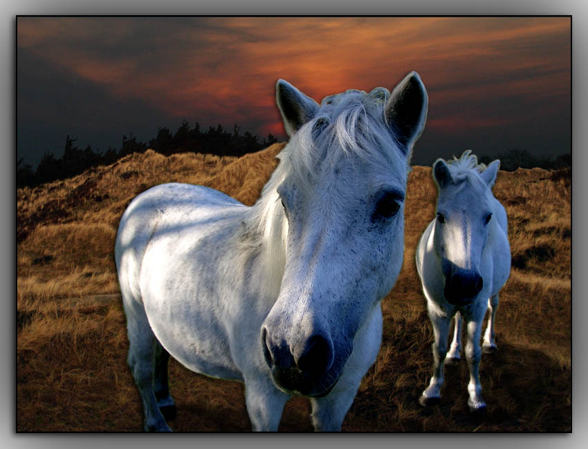 dream horses in the sunset