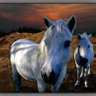 dream horses in the sunset