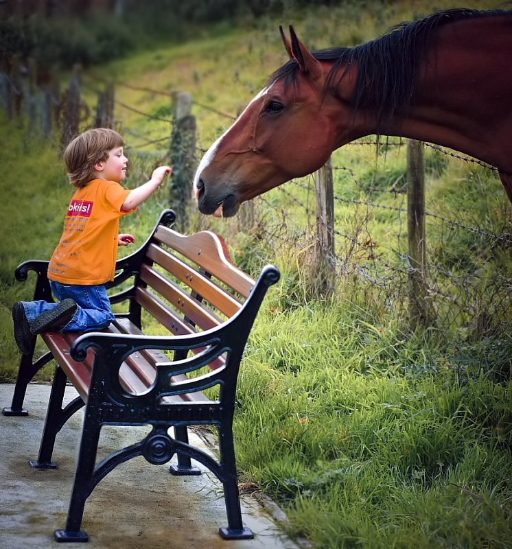 Dream (Ireland 2008)