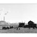 Dream of sheep - Rural life in Frankfurt