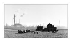 Dream of sheep - Rural life in Frankfurt