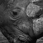 Dream on Rhino