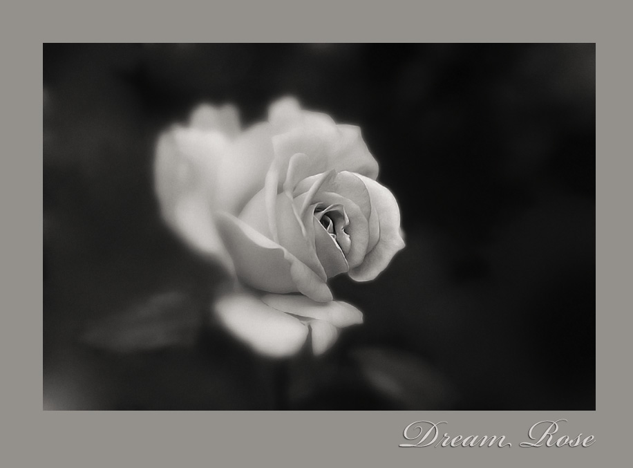 Dream Rose