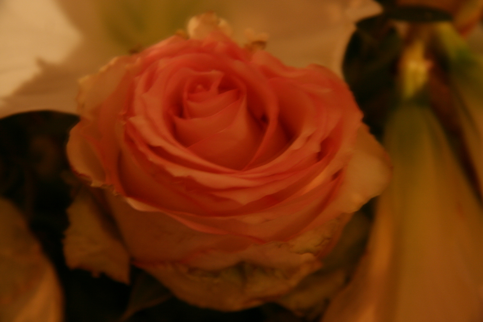 Dream-Rose_010110