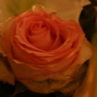 Dream-Rose_010110