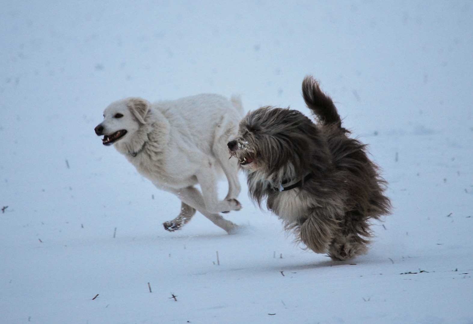 Dream-Team im Schnee