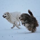 Dream-Team im Schnee