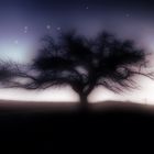 Dream-Tree