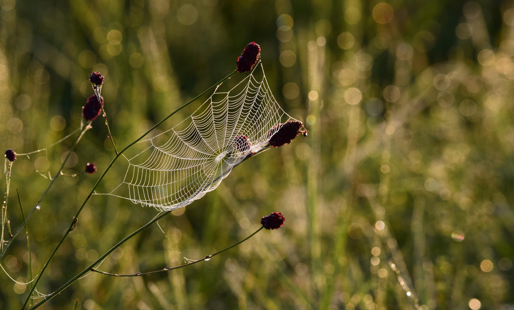 Dreamcatcher