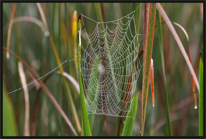 Dreamcatcher