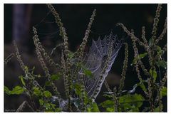 Dreamcatcher