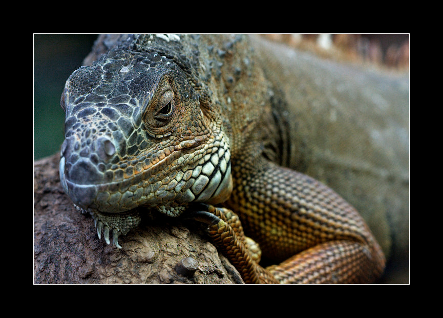 dreamin' iguana