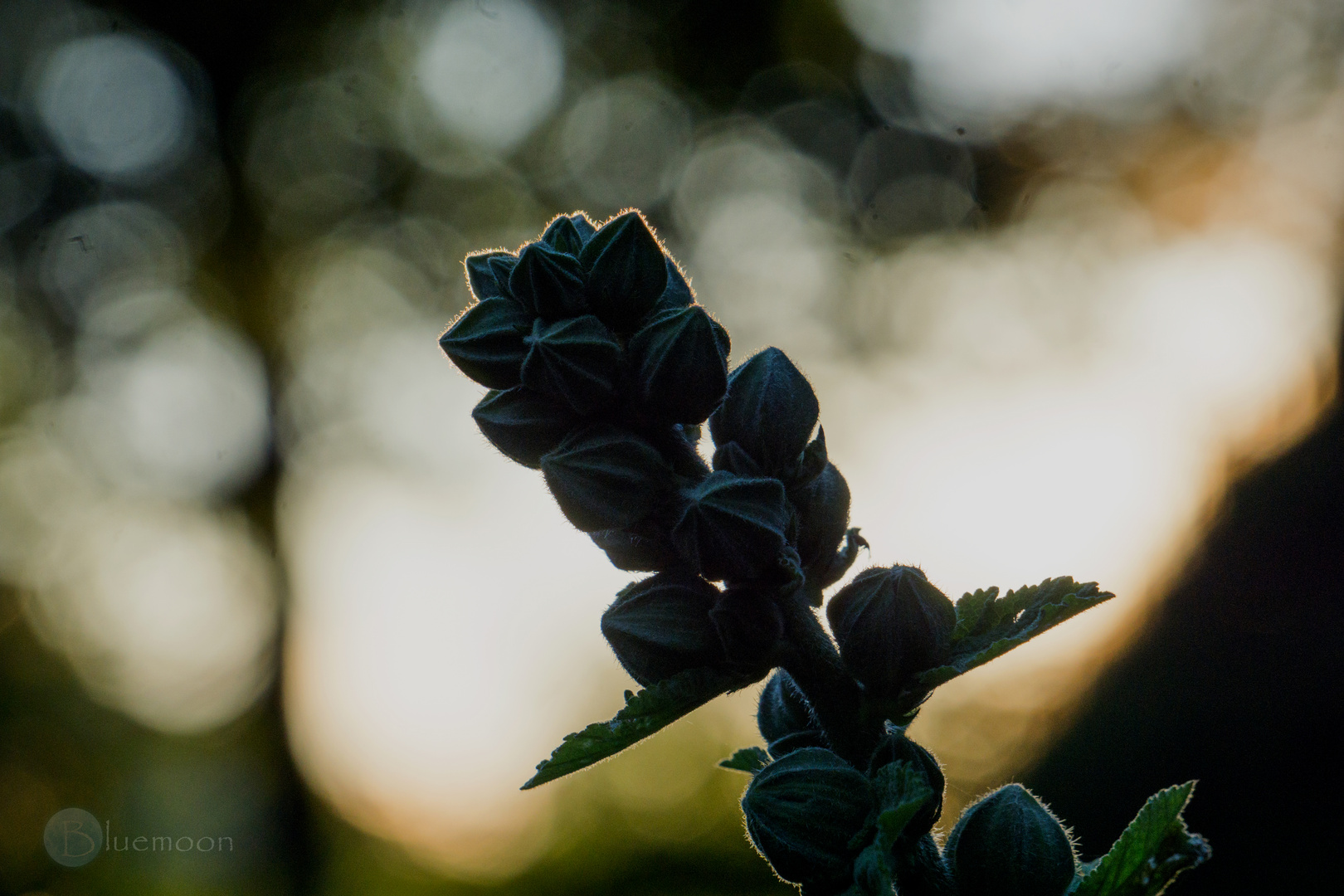 Dreaming Alcea Rosea