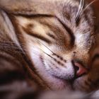 dreaming cat