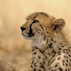 Dreaming Cheetah