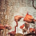 Dreaming Flamingos