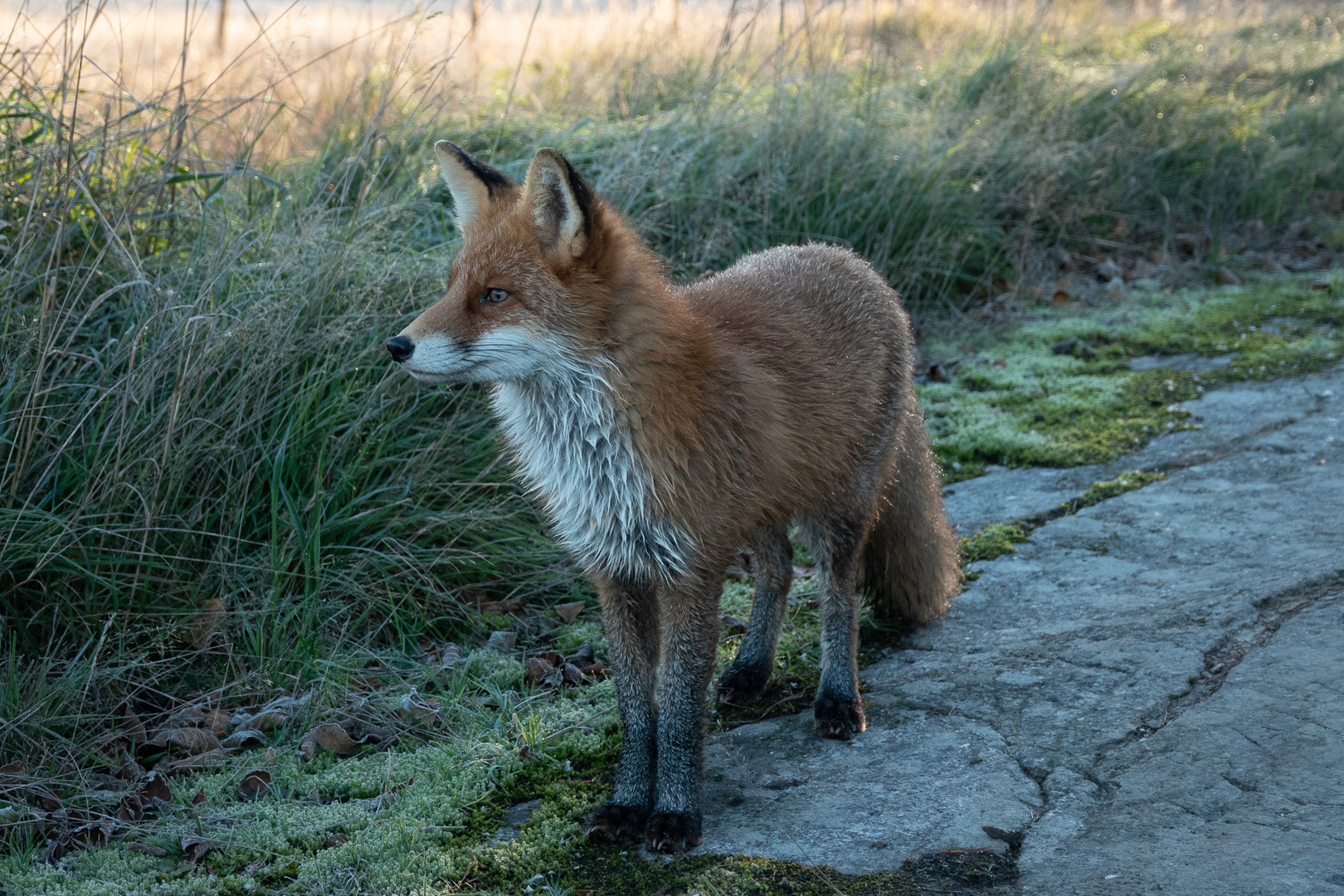 Dreaming fox