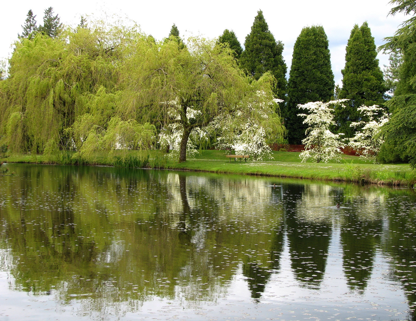 Dreaming in White and Green