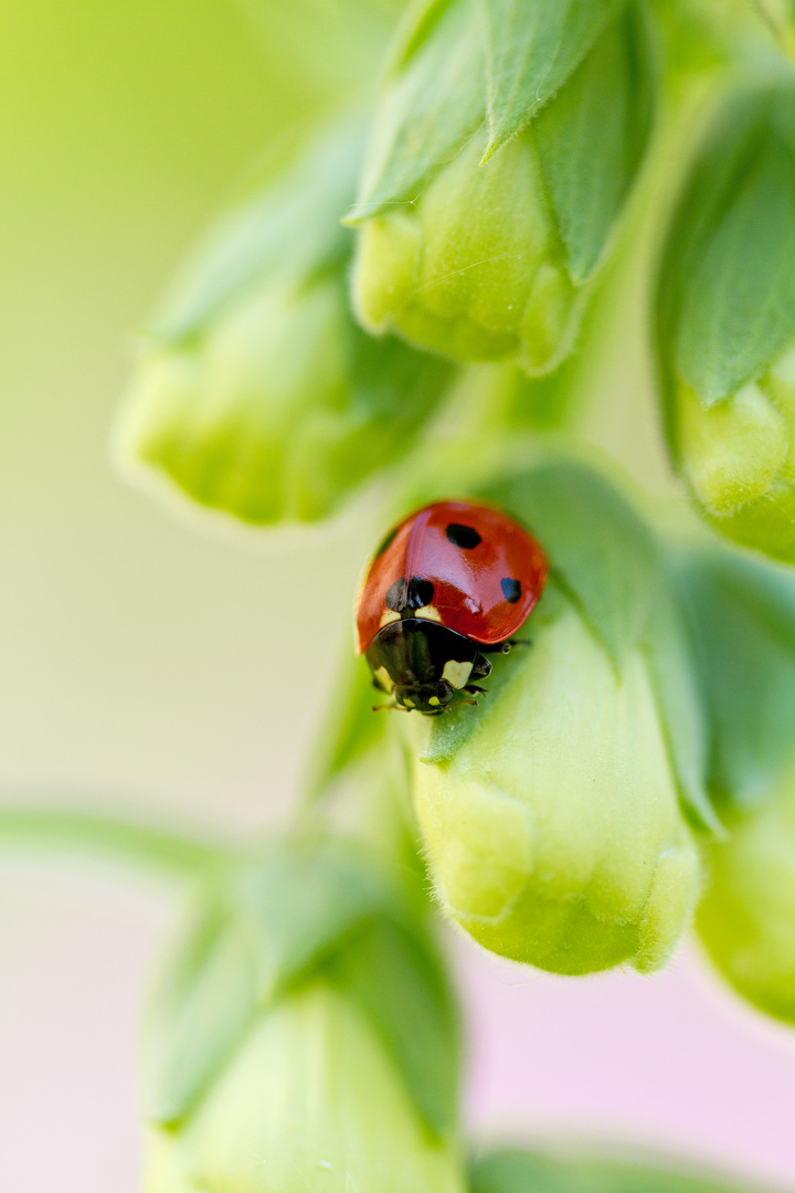 dreaming Ladybug