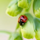 dreaming Ladybug