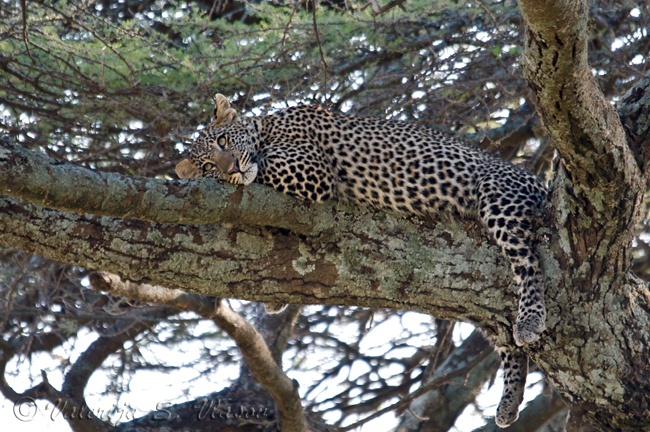 Dreaming leopard lady