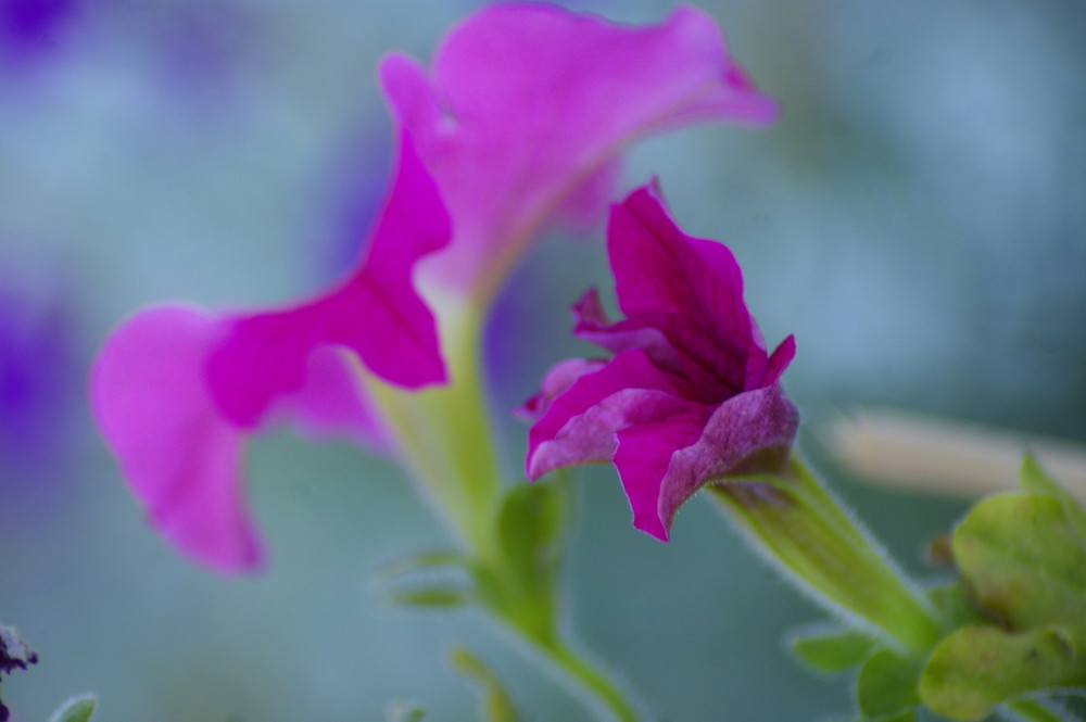 dreaming of a flower