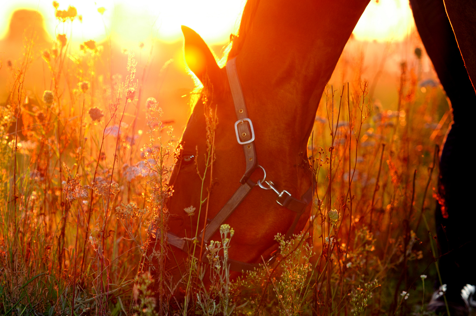 DrEaMing of A HoRse - Sambucas Dream