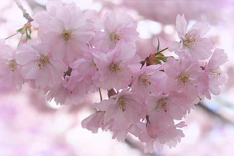 Dreaming of cherry blossoms