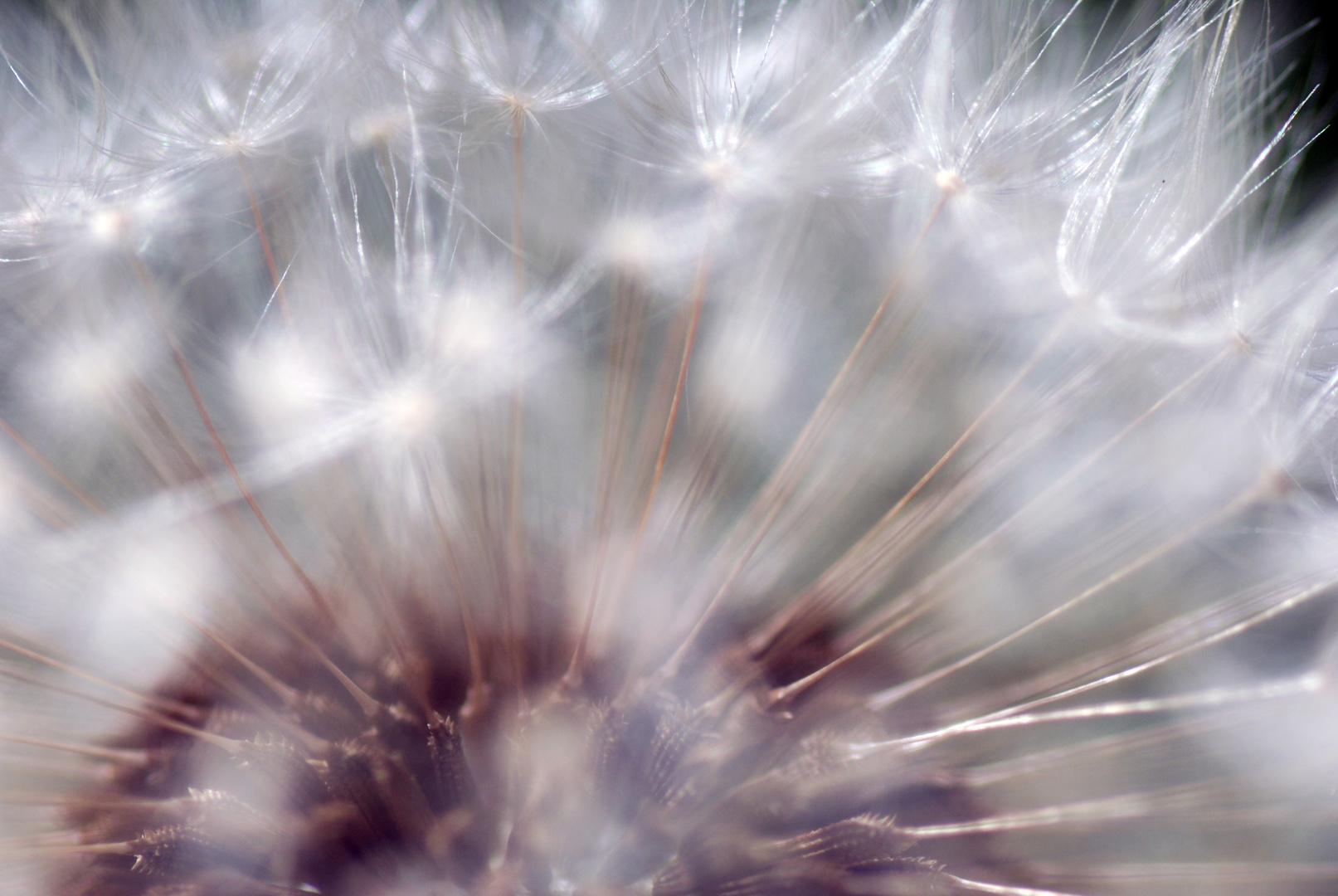 dreaming of dandelion