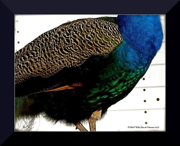 Dreaming of Dürer With Peacock Feathers...