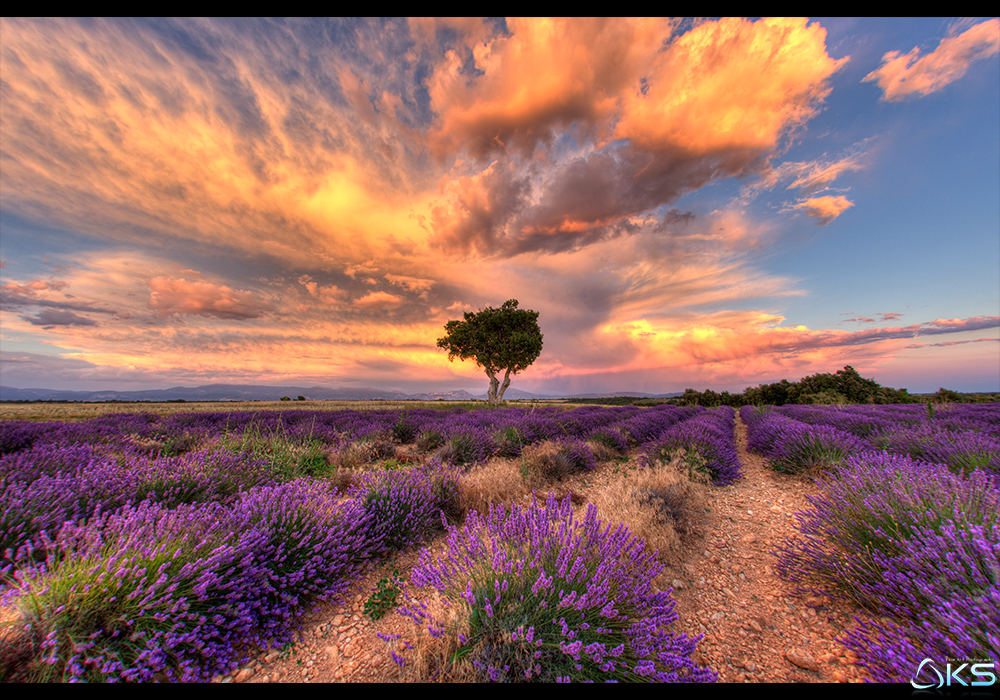 Dreaming of Provence