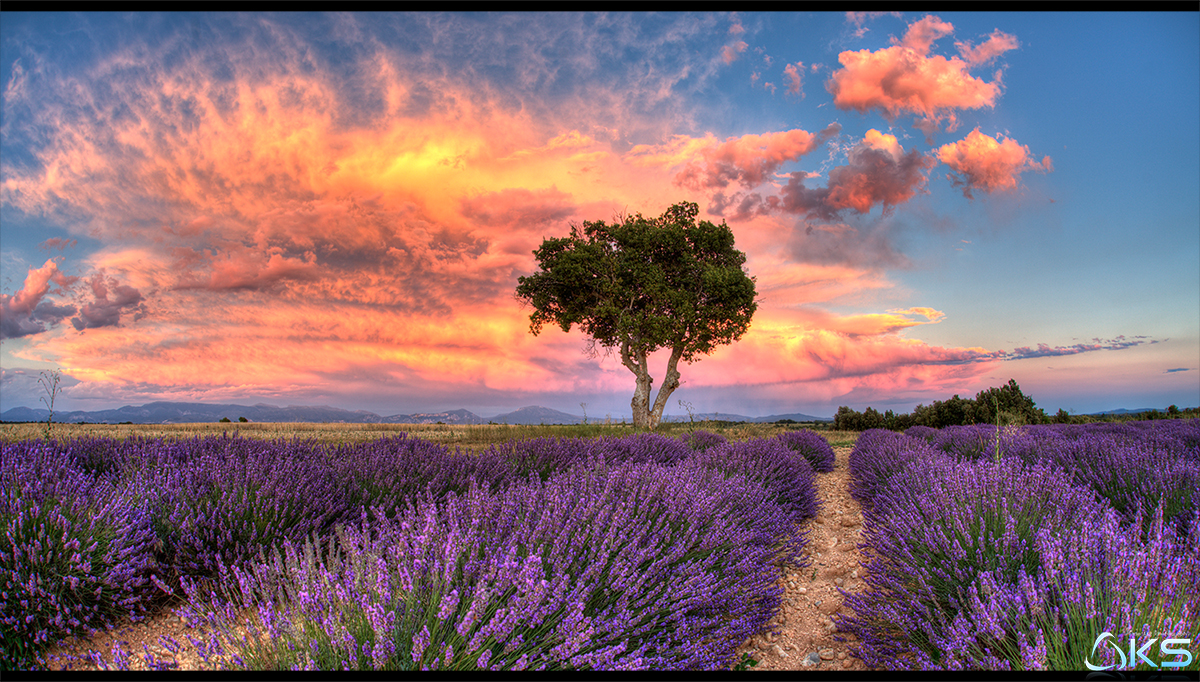 Dreaming of Provence