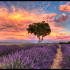 Dreaming of Provence
