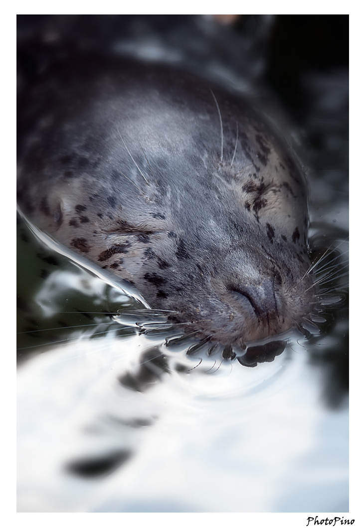 dreaming seal