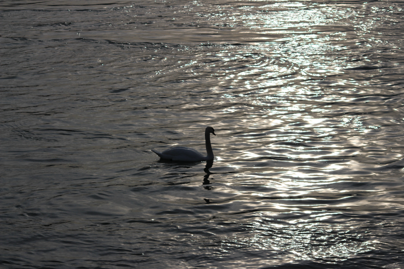 Dreaming Swan