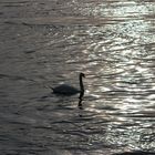 Dreaming Swan