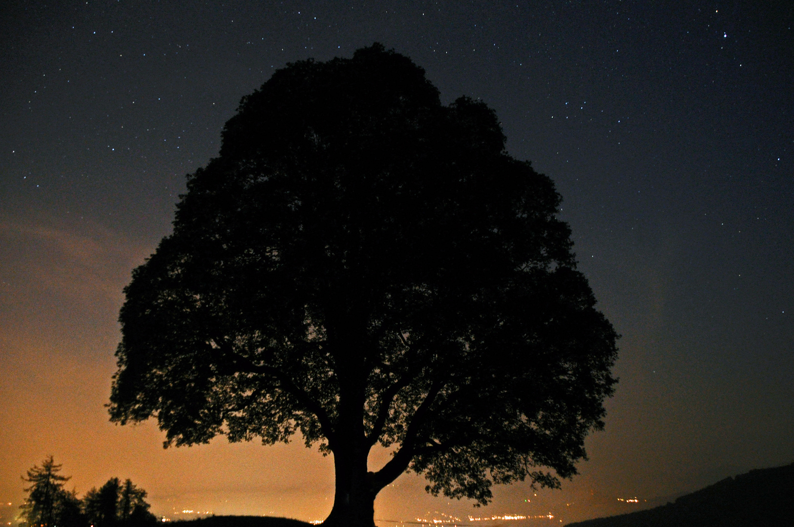 Dreaming Tree