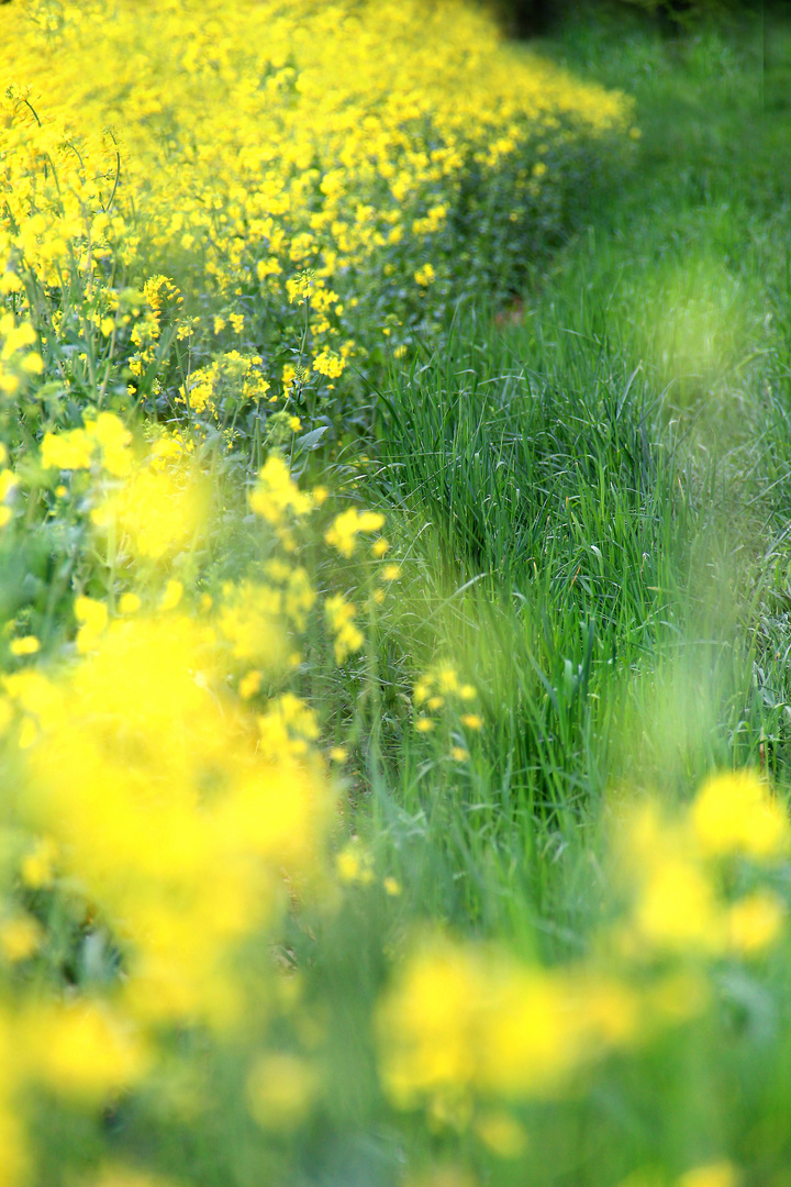 dreaming yellow