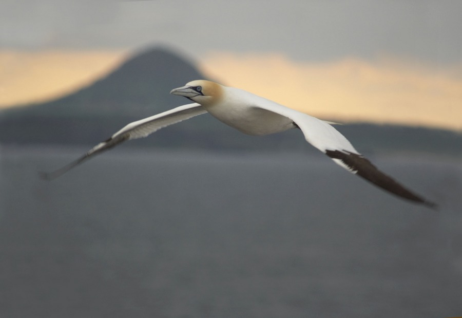 Dreamliner vor Schottland