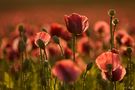 Mohn