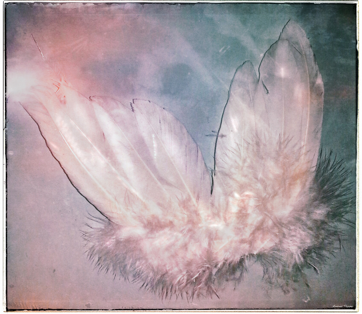 °Dreams are like Angels°