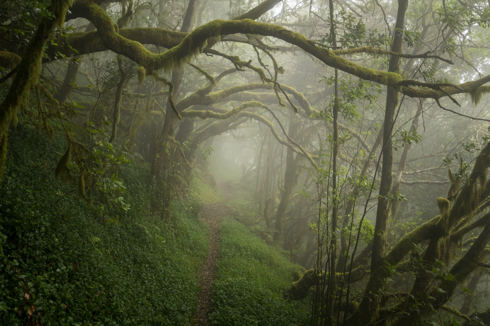 Dreamwood-La_Gomera