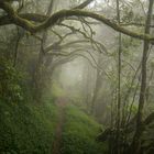 Dreamwood-La_Gomera