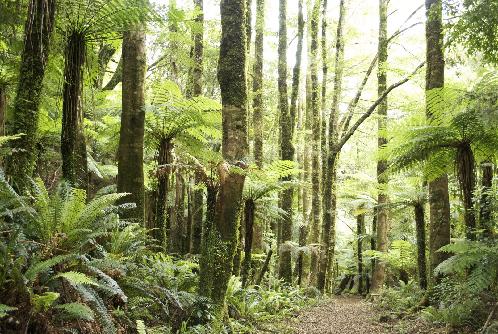 Dreamwood New Zealand