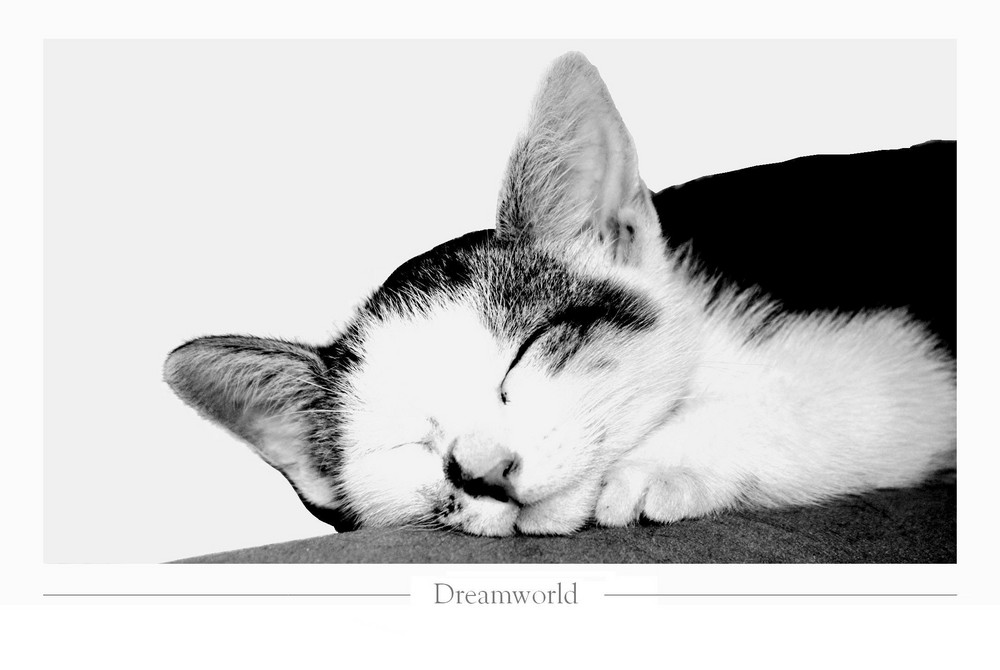 Dreamworld