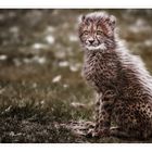 Dreamy Cheetah cub