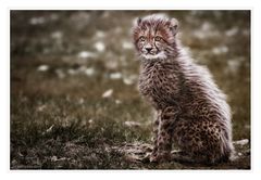 Dreamy Cheetah cub